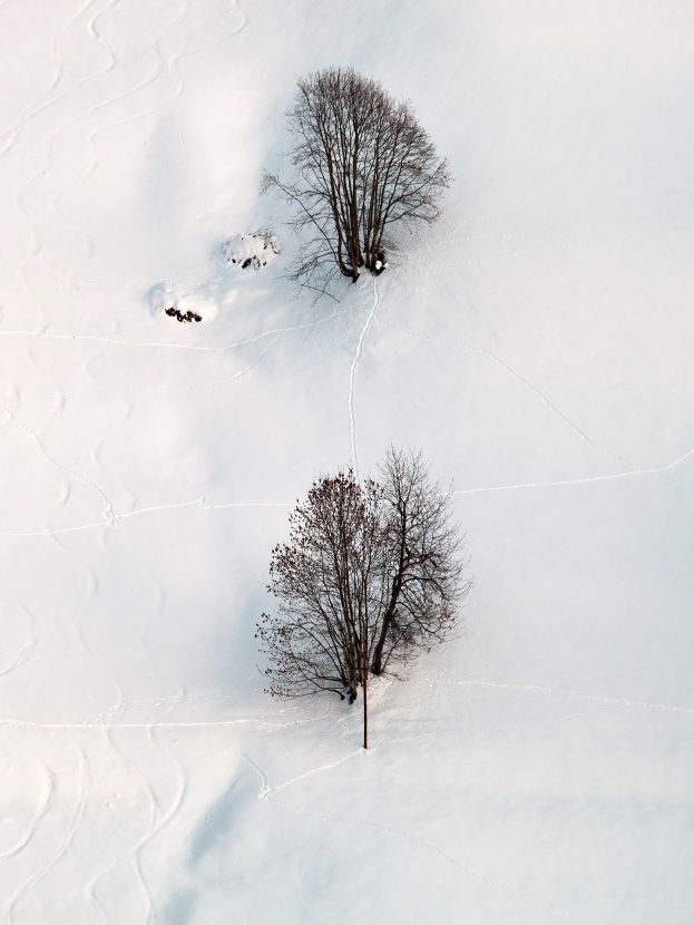 Deux arbres dans la neige