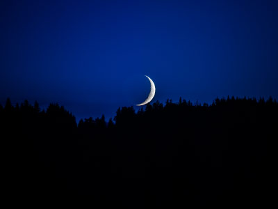 Coucher de croissant de lune derrière les sapins