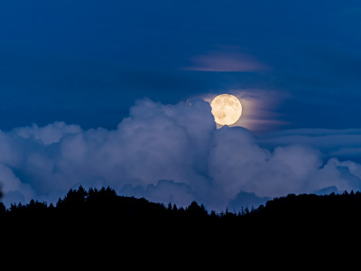 Lever de pleine lune au dessus des arbres