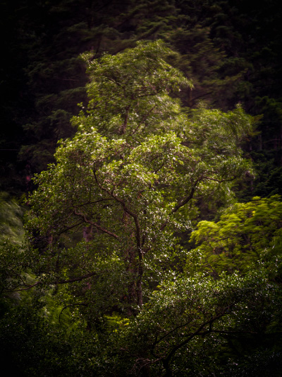 Arbre dans le vent