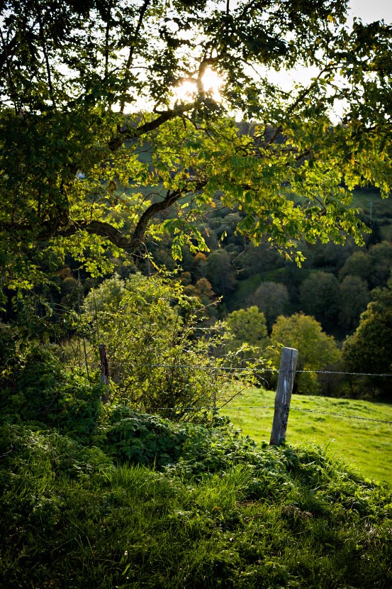 Dans une clairière