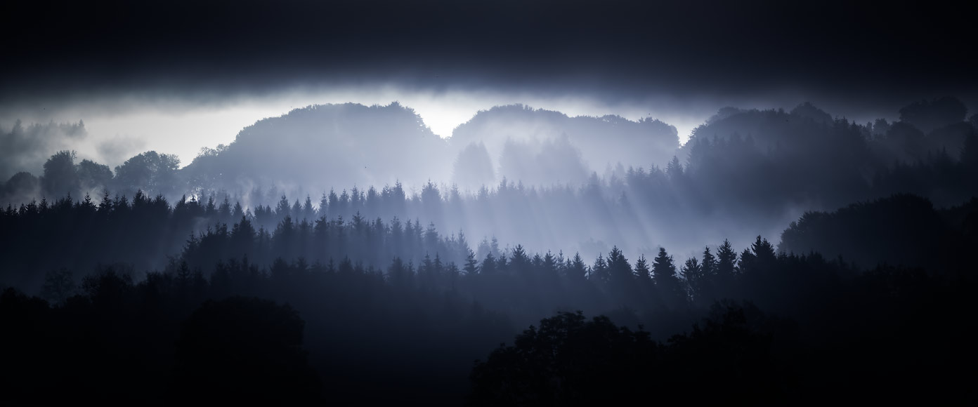 Les rayons du soleil traversent les brumes matinales dans les sapins du parc du Livradois-Forez