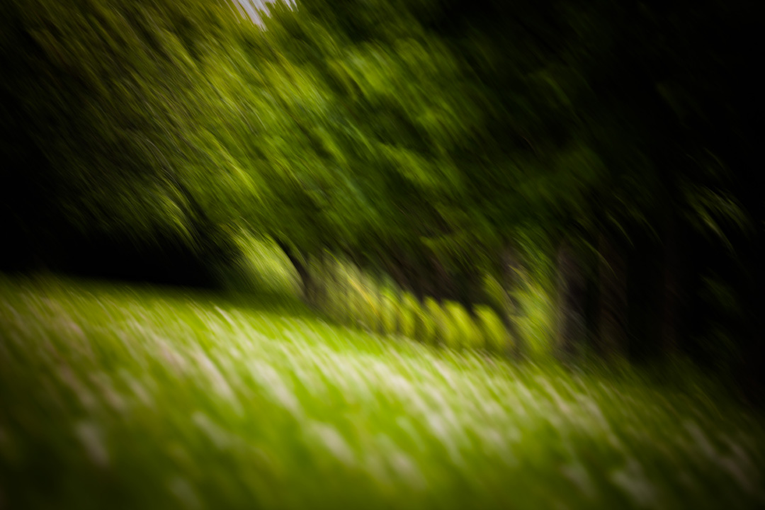 Dans un jardin à Chanonat, en Auvergne