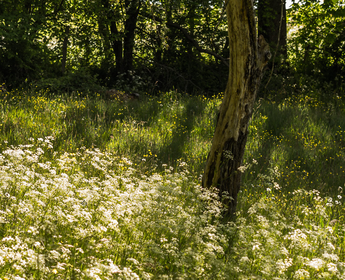 Prairie en sous-bois ensoleilé