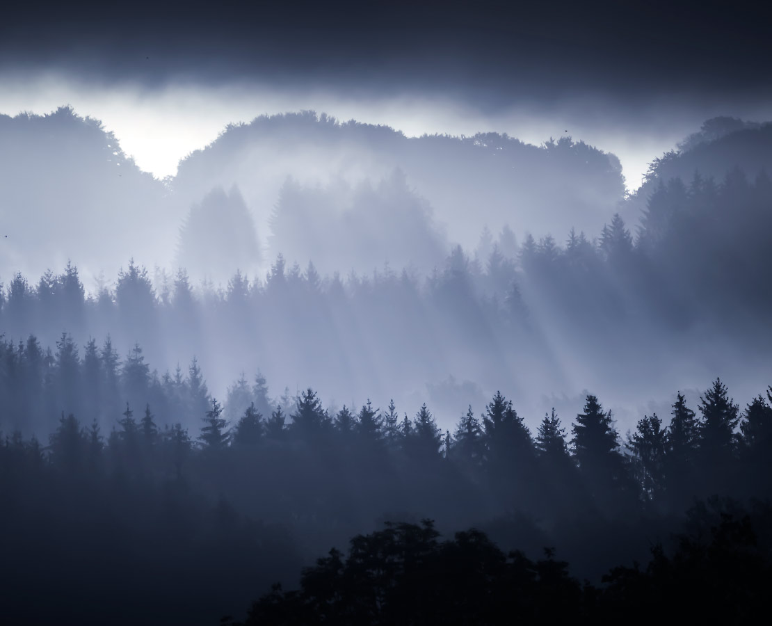 Sapins du parc du Livradois-Forez dans les brumes matinales