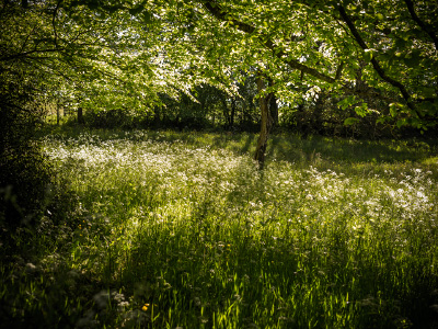 Sous-bois sous le soleil