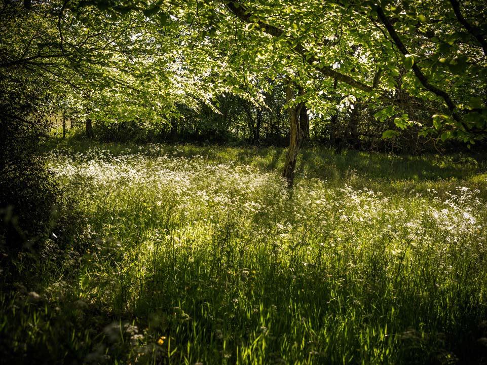 Photo d'un sous-bois au soleil