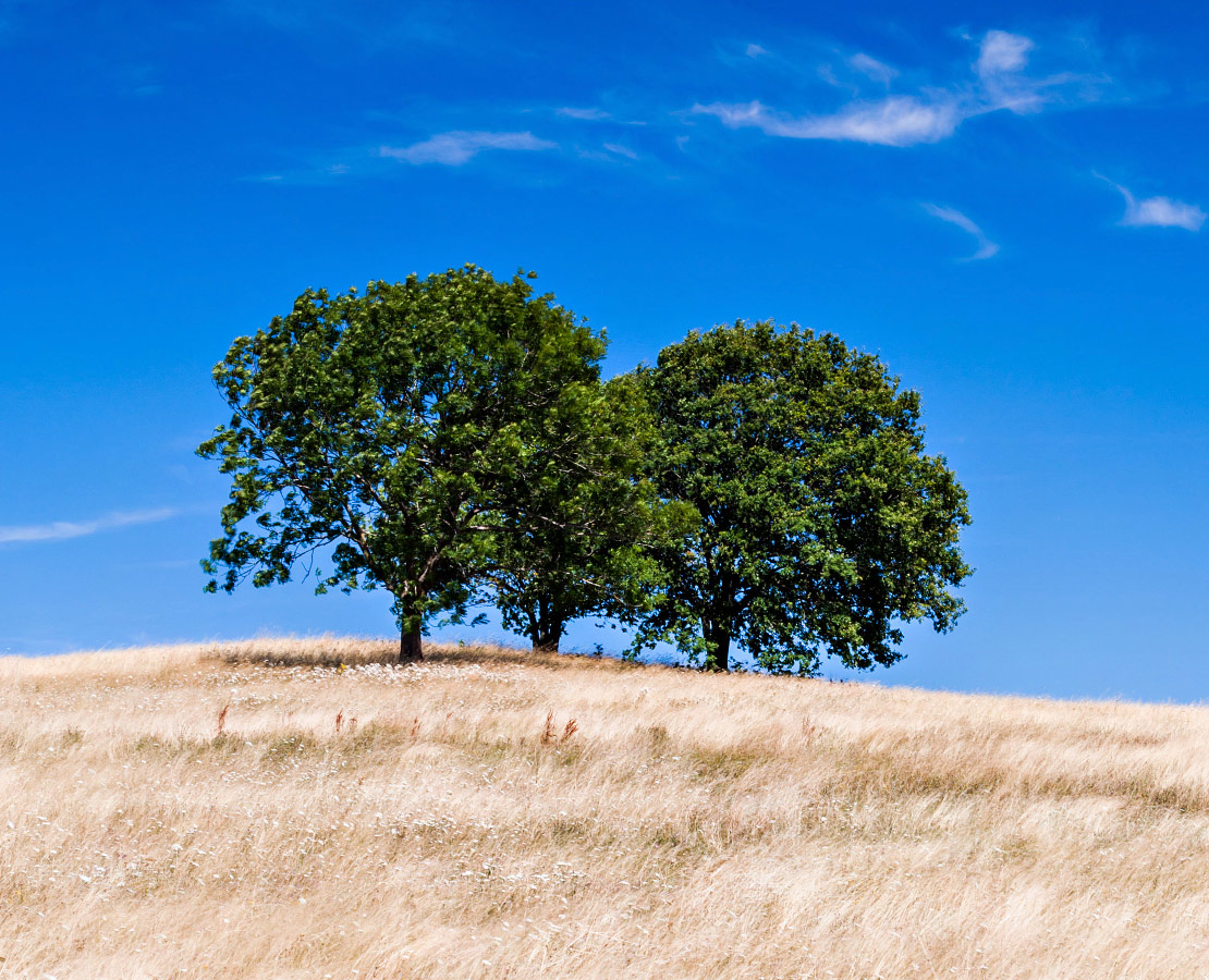 La Toscane Auvergnate : arbres dans un champ de blé en été