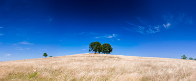 Arbres dans un champs de blé de la Toscane Auvergnate