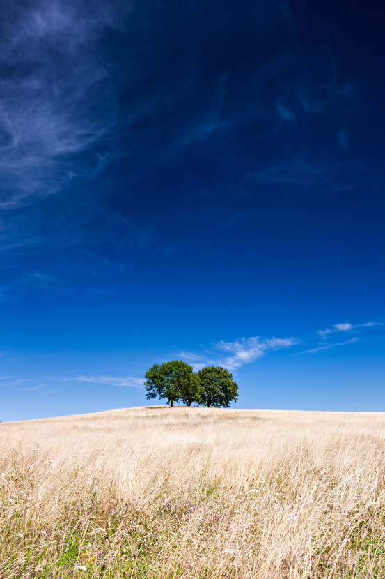 Trois arbres dans un champ de blé