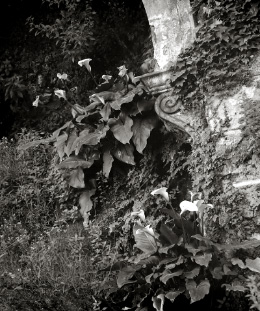 Arums dans les jardins du Forum à Rome